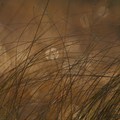 Petr Meduna, Carex lasiocarpa, from the cycle Grasses