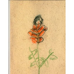 Martin Zet: A Flower Bloomed From The Rose